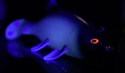 Quantum Freak Of Nature Swimbait Tench 23cm, 270g -Kalastustarvikekauppa 22 3272005r 4