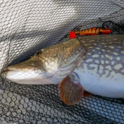 Daiwa PX Lazy Shad -Kalastustarvikekauppa 32 217472r 4